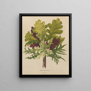 Abraham Jacobus Wendel - Nederlandsche flora en pomona Pl42.webp