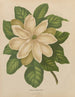 Flore holländische und Pomone PL43 - Abraham Jacobus Wendel — Ansicht des Kunstwerks