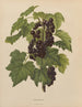 Flore holländische und Pomone PL45 - Abraham Jacobus Wendel — Ansicht des Kunstwerks