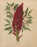 Flore hollandaise et Pomone PL52 - Abraham Jacobus Wendel — Ansicht des Kunstwerks