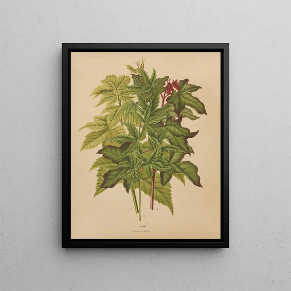 Abraham Jacobus Wendel - Nederlandsche flora en pomona Pl53.webp