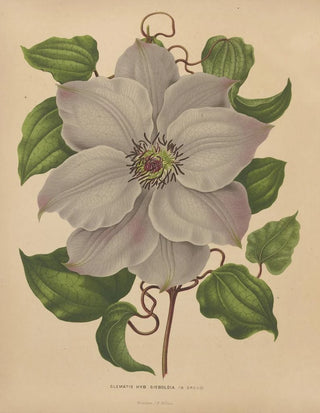 Abraham Jacobus Wendel - Nederlandsche flora en pomona Pl54.webp