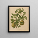 Flore hollandaise et Pomone PL59 - Abraham Jacobus Wendel — gerahmtes Bild an der Wand