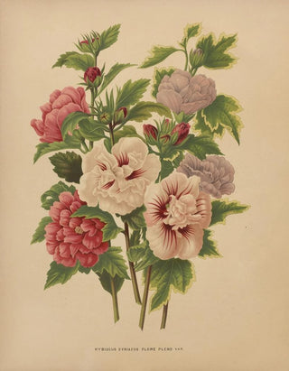 Abraham Jacobus Wendel - Nederlandsche flora en pomona Pl66.webp