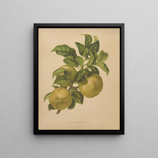 Abraham Jacobus Wendel - Nederlandsche flora en pomona Pl67.webp