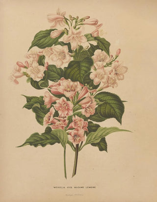 Abraham Jacobus Wendel - Nederlandsche flora en pomona Pl74.webp