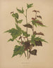Flore hollandaise et Pomone PL76 - Abraham Jacobus Wendel — Ansicht des Kunstwerks