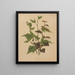 Flore hollandaise et Pomone PL76 - Abraham Jacobus Wendel — gerahmtes Bild an der Wand