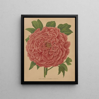 Abraham Jacobus Wendel - Nederlandsche flora en pomona Pl81.webp