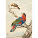 Reproduktion des Gemäldes Ein Papagei und ein anderer Vogel auf einem Zweig in der Nähe einer Küste - Abraham Meertens