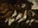 Fisch - Abraham van Beijeren — Ansicht des Kunstwerks
