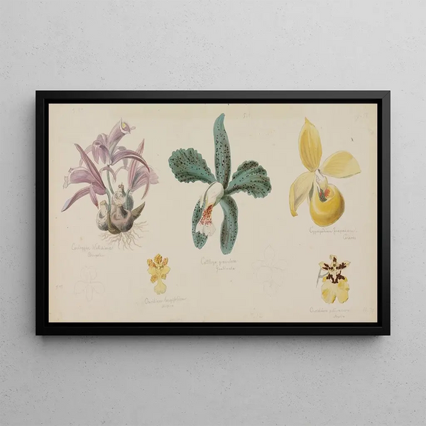 Adolf Schrdter - Fnf verschiedene Orchideenblten.webp