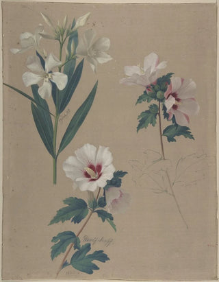 Adolf Senff - Study of Hibiscus Plants.webp