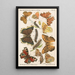 Deutsches Schmetterlings-Entomologie-Gemälde für Anfänger mit Sammelguide Pl01 - Adolf Speyer — gerahmtes Bild an der Wand
