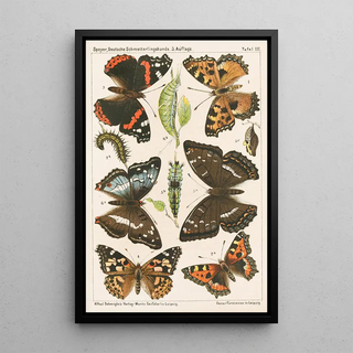 Adolf Speyer - Deutsche Schmetterlingskunde fr Anfnger Nebst einer Anleitung zum Sammeln Pl02.webp