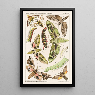 Adolf Speyer - Deutsche Schmetterlingskunde fr Anfnger Nebst einer Anleitung zum Sammeln Pl07.webp