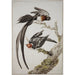 Ein Paradiesvogel mit langem Schwanz Vidua paradisaea und ein Kardinal mit roter Haube - Aert Schouman — Ansicht des Kunstwerks