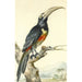 Ein Tukan Pteroglossus Aracari auf einem Zweig - Aert Schouman — Ansicht des Kunstwerks