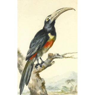 Aert Schouman - A Toucan Pteroglossus Aracari On A Branch.webp