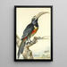 Ein Tukan Pteroglossus Aracari auf einem Zweig - Aert Schouman — gerahmtes Bild an der Wand
