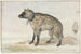 Hyäne tachetée - Aert Schouman — Ansicht des Kunstwerks
