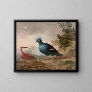 Aert Schouman - Pintade de Numidie et caque  tte noire et Ibis rouge et goura couronn.webp