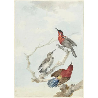 Aert Schouman - Three Crimson Sunbirds.webp
