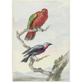 Aert Schouman - Twee vogels waaronder een roodgroene papegaai.webp