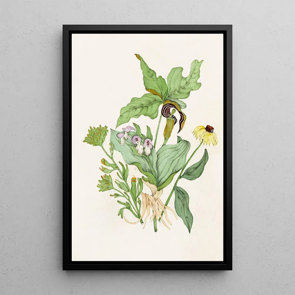 Agnes Fitzgibbon - Indian Turnip Showy Orchis Painted Cup Scarlet Cup Cone Flower.webp