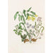 Großes Leber-Gemälde mit akuten Lappen, große Uvula, Wald-Anemone, Frühlingsschönheit - Agnes Fitzgibbon — Ansicht des Kunstwerks