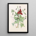 Herz des Eichhörnchens Trille Purpur Geranie Wildblume Sternenblume - Agnes Fitzgibbon — gerahmtes Bild an der Wand