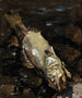 Verwesender Zander von Akseli Gallen-Kallela — toter Fisch mit freiliegendem Skelett in dunklem Wasser