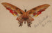 Schmetterling - Albert Bierstadt — Ansicht des Kunstwerks