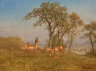 Albert Bierstadt - Grazing Antelope.webp