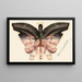 Schmetterling rosa - Albert Bierstadt — gerahmtes Bild an der Wand