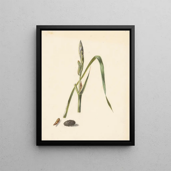 Studie eines Iris mit Raupe unter einem Kokon und gesponnener Raupe - Albertus Steenbergen — gerahmtes Bild an der Wand
