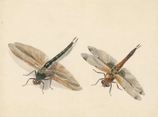 Albertus Steenbergen - Studie van twee libellen.webp