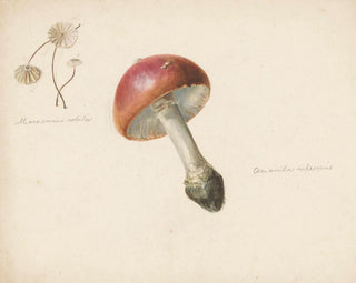 Albertus Steenbergen - Studieblad met paddestoelen de Amanita Rubescens en de Marasmius Rotula.webp
