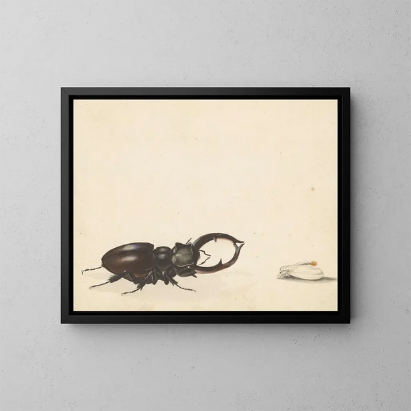 Studienblatt mit einem Drachen und einer frisch geschlüpften Nachtfalter - Albertus Steenbergen — gerahmtes Bild an der Wand