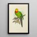 Perruche de Barraband - Alexander Francis Lydon — gerahmtes Bild an der Wand