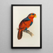 Lori mit blauer Krone oder blauer Brust - Alexander Francis Lydon — gerahmtes Bild an der Wand
