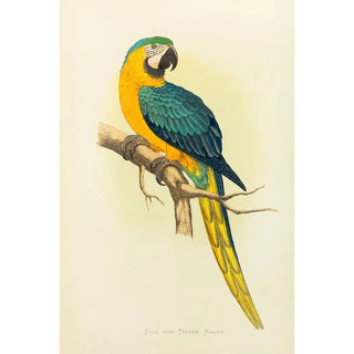 Alexander Francis Lydon - Blue and Yellow Macaw.webp