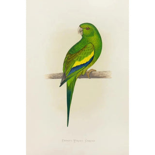 Alexander Francis Lydon - CanaryWinged Conure.webp