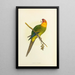 Reproduktion des Gemäldes Perruche de Caroline ou Conure - Alexander Francis Lydon
