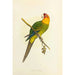 Reproduktion des Gemäldes Perruche de Caroline ou Conure - Alexander Francis Lydon