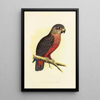 Alexander Francis Lydon - Dusky or Violet Parrot.webp