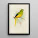 Perruche elegante - Alexander Francis Lydon — gerahmtes Bild an der Wand