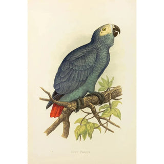 Alexander Francis Lydon - Grey Parrot.webp