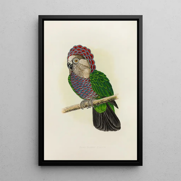 Alexander Francis Lydon - HawkHeaded or Ruffed Parrot.webp