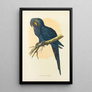 Alexander Francis Lydon - Hyacinthine Macaw.webp